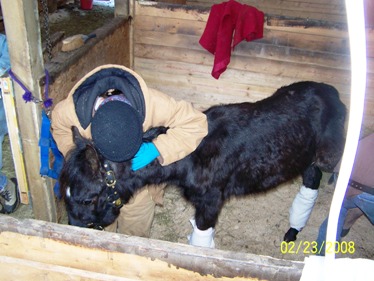 Windchill rescue colt being hugged, Raindance Farms