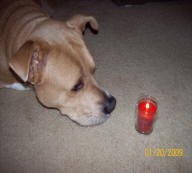 Candle for Windchill