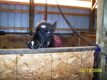 Windchill looks over the stall at Raindance Farms, LLC