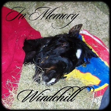 Windchill's memorial